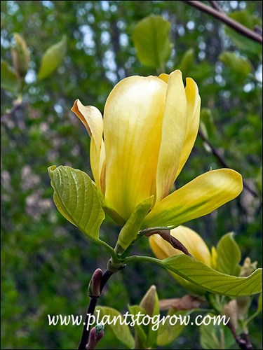 A bit deeper yellow color for this unopened flower.